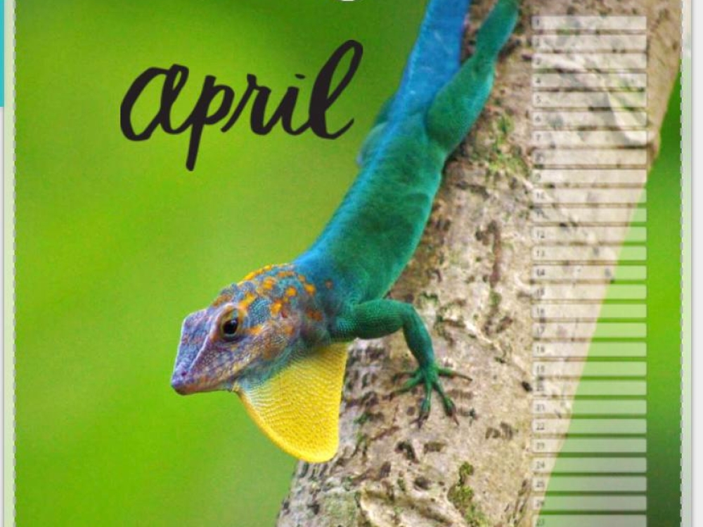 Verjaardagskalender Wildlife