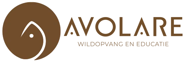 Avolare